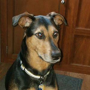 Animals give Pure Love. Unconditional and Selfless